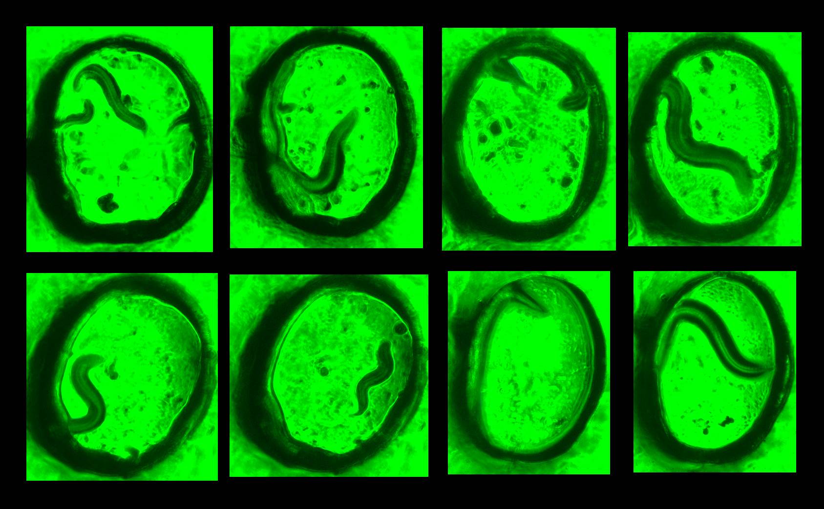 3D culture systems for organisms